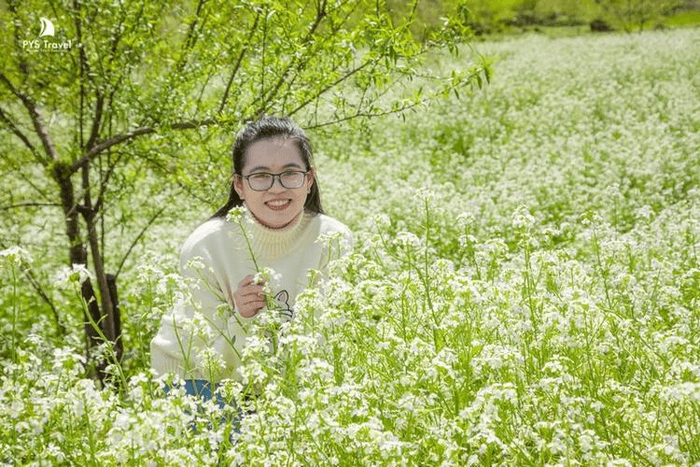 hoa cải trắng mộc châu