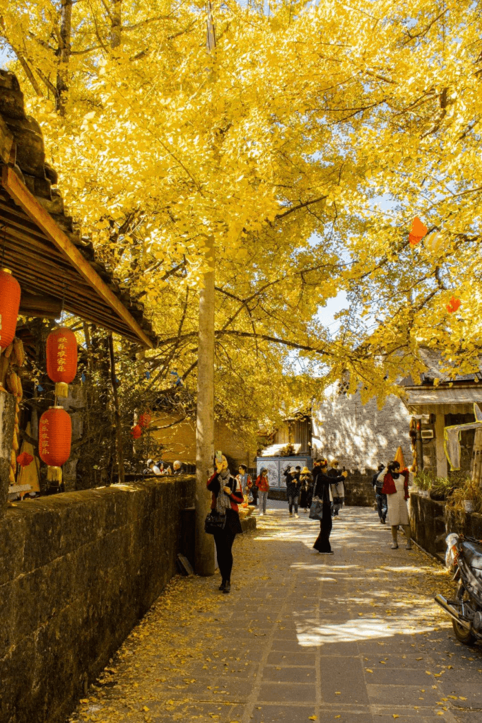 tản bộ ở làng ngân hạnh