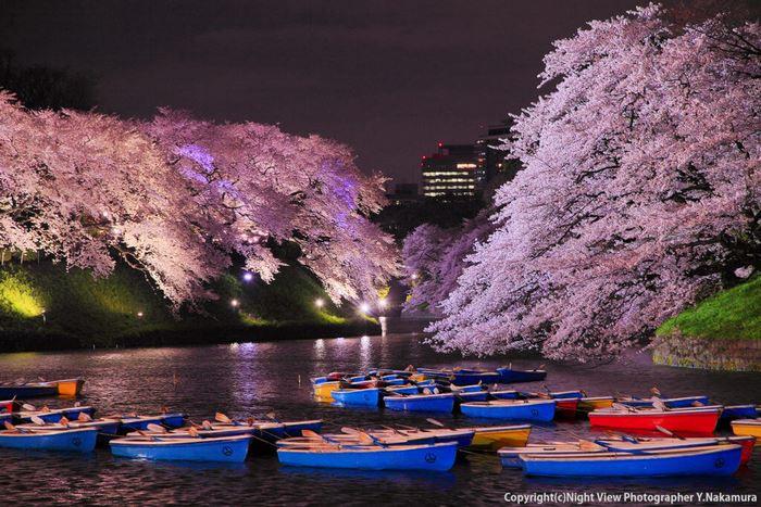 Lễ hội ánh sáng hoa anh đào tại Chidorigafuchi