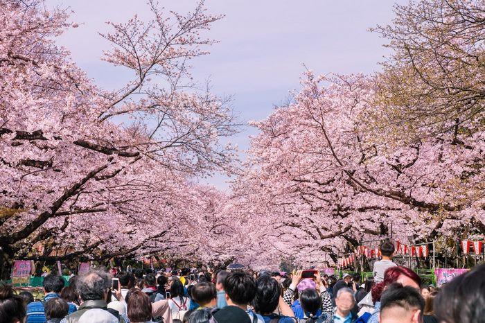 Lễ hội Hanami, lễ hội hoa anh đào nhật bản