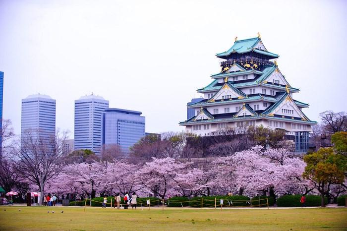  công viên Nishinomaru, tour ngắm hoa anh đào