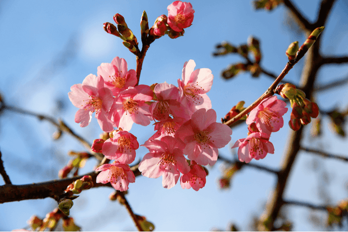 Hoa Sakura Nhật Bản, Hoa anh đào Kawazu