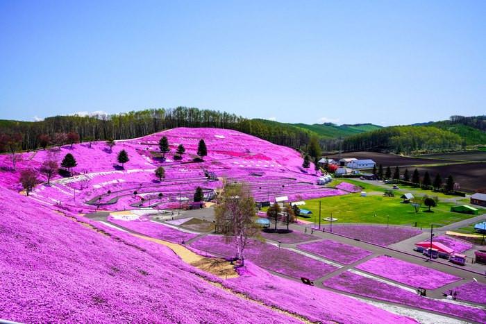 Hoa anh đào ở Hokkaido, hoa anh đào nhật bản