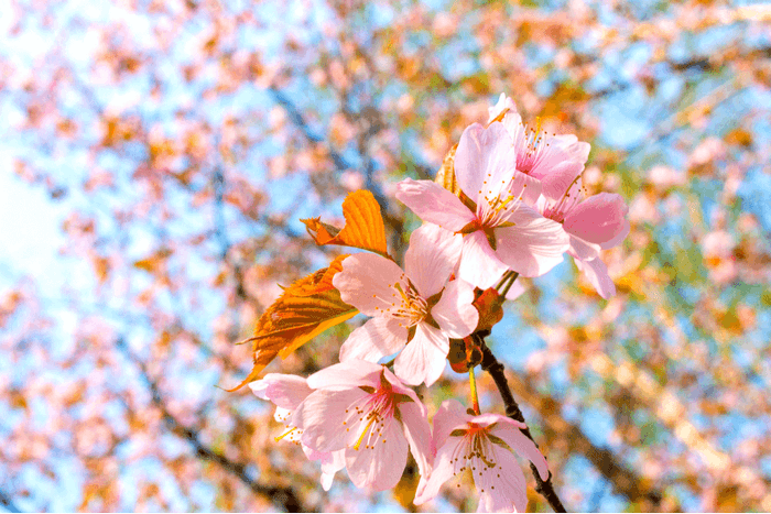 Hoa Sakura Nhật Bản, Yamazakura, hoa đào dại