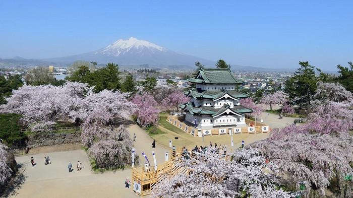 Lễ Hội Hoa Anh Đào Hirosaki