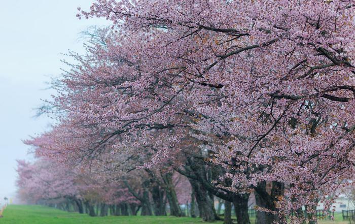 Đường Shizunai Nijukken, Hokkaido; địa điểm ngắm hoa anh đào ít người biết