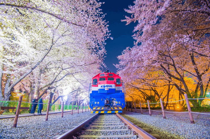 Lễ hội hoa anh đào Jinhae