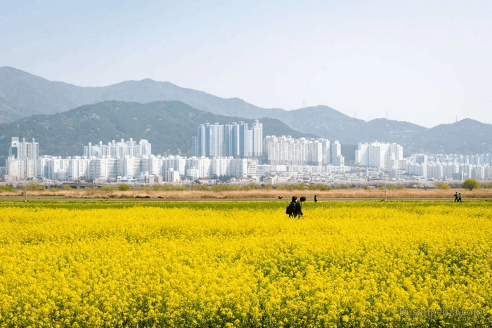 Lễ hội Hoa Cải Dầu Nakdong, mùa hoa anh đào hàn quốc