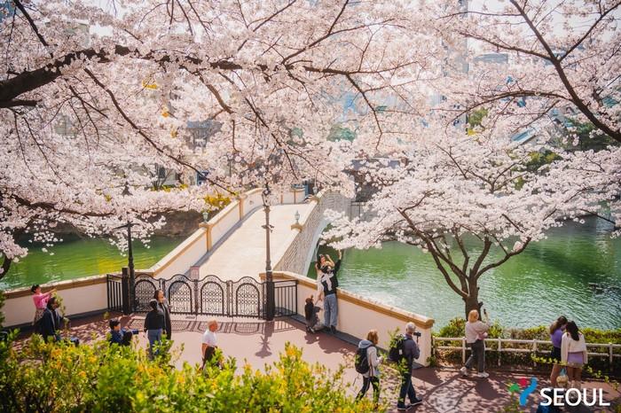 Hồ Seokchon,hoa anh đào seoul hàn quốc