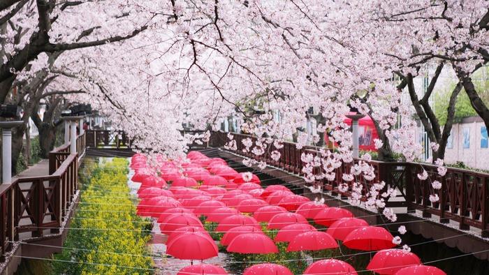 Lễ hội hoa anh đào Jinhae, du lịch Hàn Quốc mùa hoa anh đào