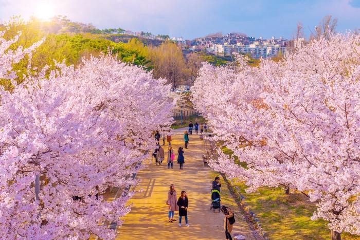 hoa anh đào Namsan hàn quốc