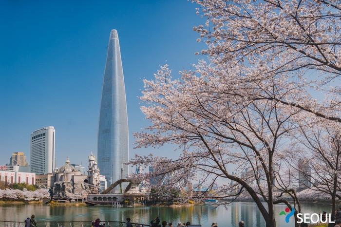 Lotte World Tower, hoa anh đào Seoul