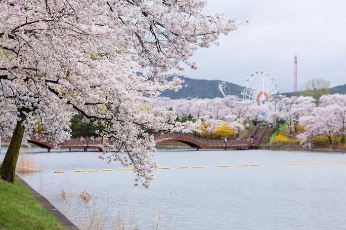 Lễ Hội Hoa Anh Đào Gyeongju