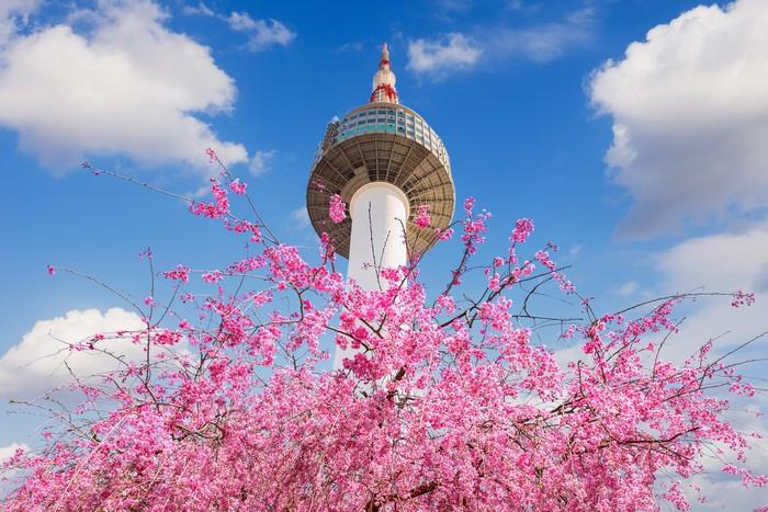 Kinh nghiệm du lịch Hàn Quốc mùa hoa anh đào, tour anh đào Hàn Quốc