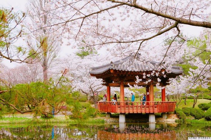 Ngắm Hoa Anh Đào Ở Gyeongju, du lịch hàn quốc mùa hoa anh đào