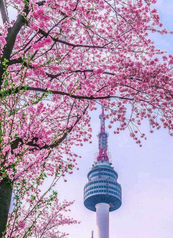 ngắm hoa anh đào Tháp Namsan, du lịch hàn quốc