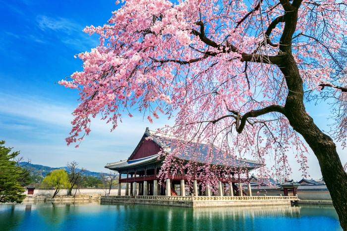 Ngắm hoa anh đào tại Cung điện Gyeongbokgung, du lịch hàn quốc mùa hoa anh đào