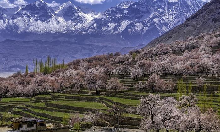 hoa anh đào pakistan