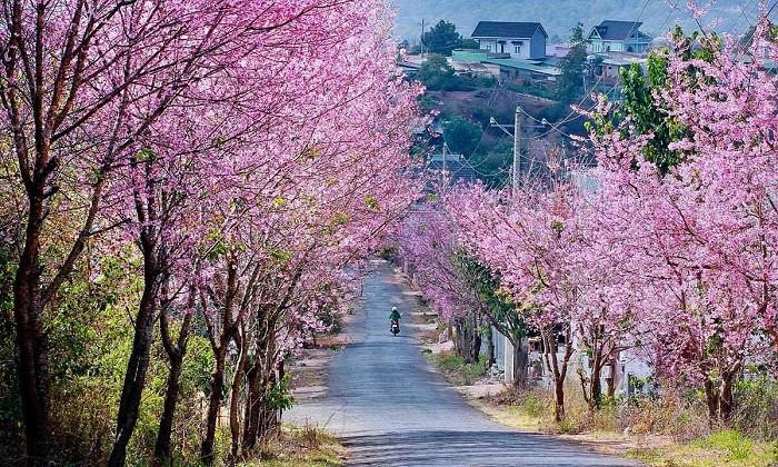 hoa anh đào đà lạt - việt nam