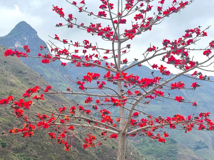 Hoa gạo Hà Giang tháng 3