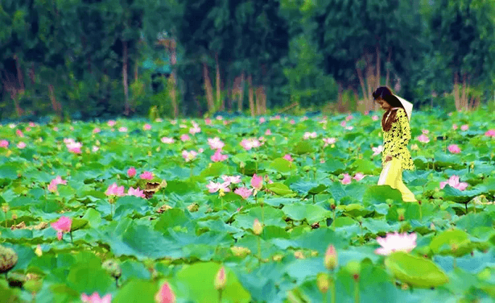 đồng sen tháp mười