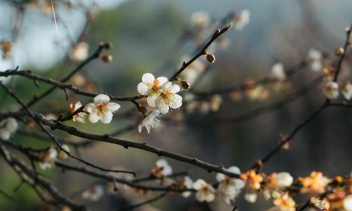 hoa mơ Tây Bắc