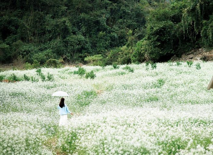 Hoa cải ở bản Búa