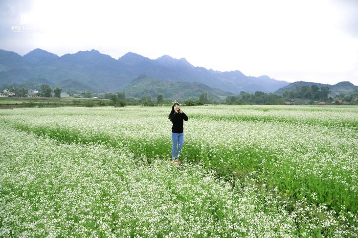 cánh đồng hoa cải Mộc Châu trải dài bất tận