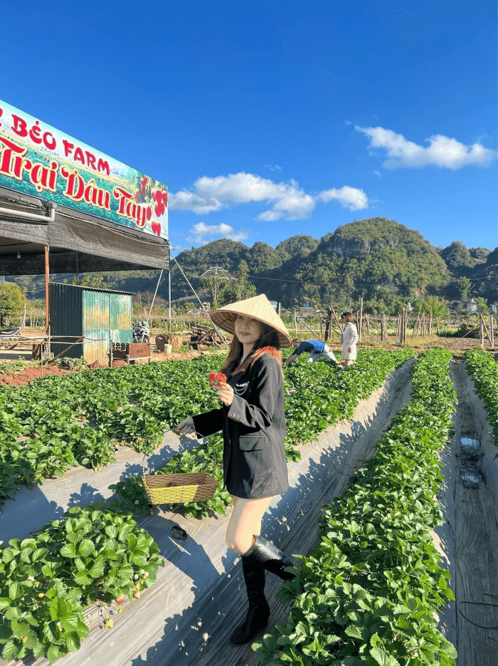 huy béo farm