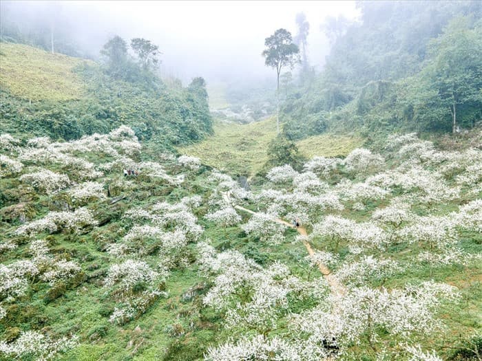 mùa hoa mận mộc châu