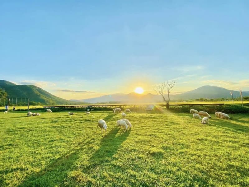 bình minh đồng cừu vĩnh hy