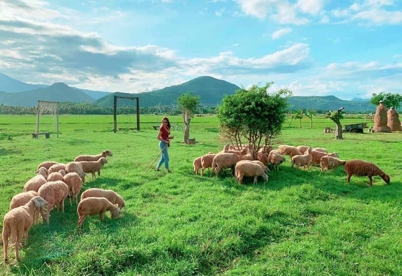 thiên nhiên đồi cừu vĩnh hy