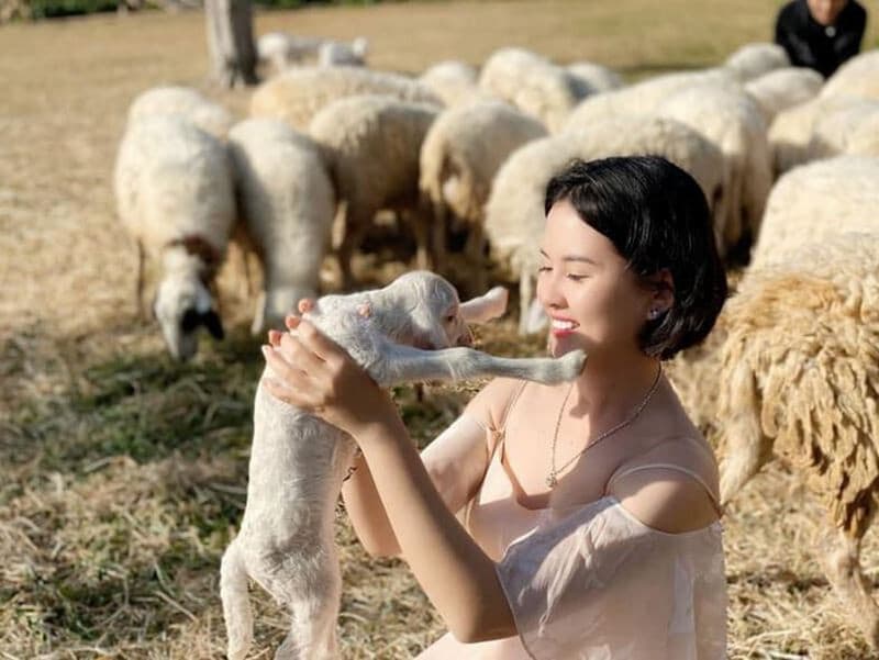 chụp ảnh với cừu