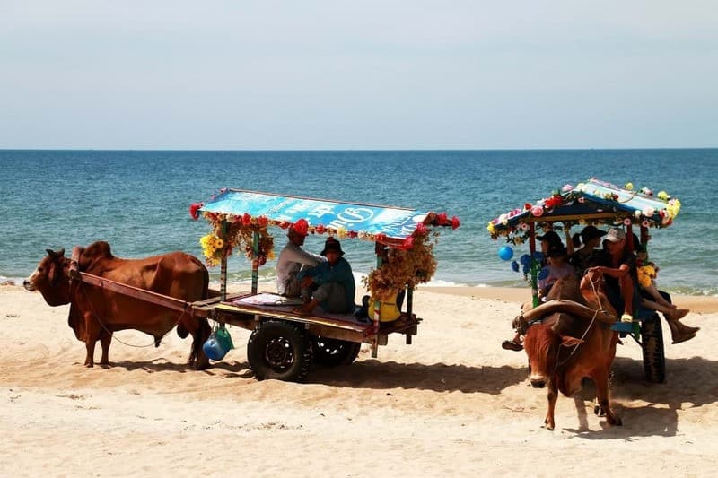 Xe bò dạo biển tại Cam Bình Lagi