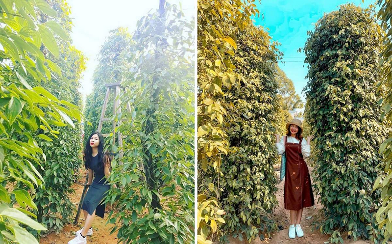 vườn tiêu phú quốc