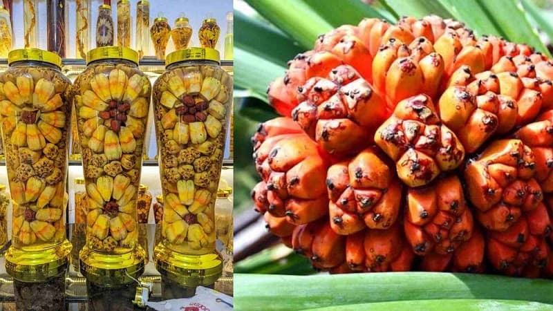 rượu dứa rừng