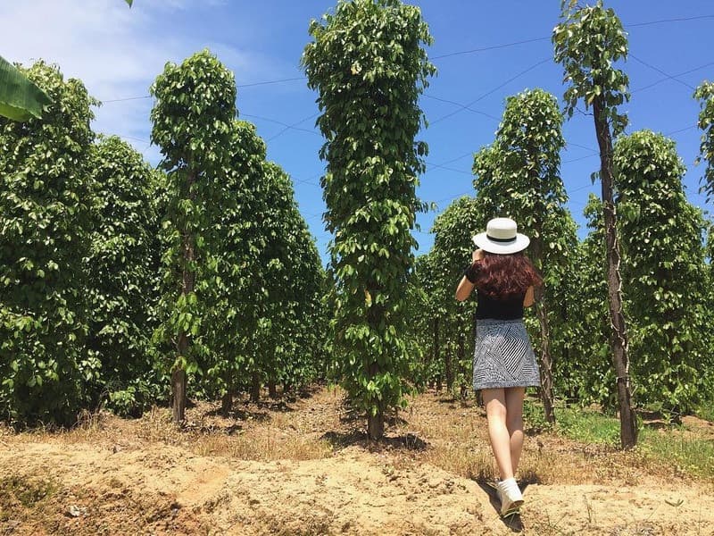 Vườn tiêu Khu Tượng