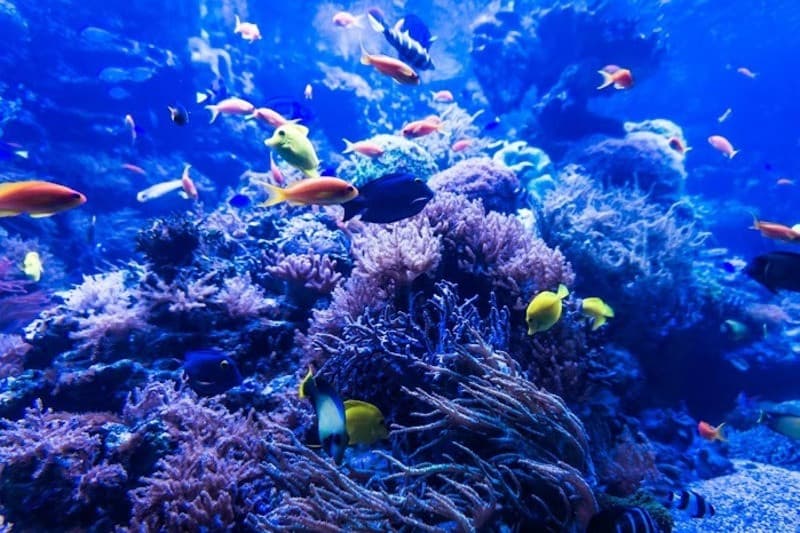 Ngoài san hô, bạn còn sẽ được ngắm nhìn nhiều loại cá khác nhau tại khu vực Gành Dầu