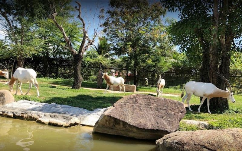 vinpearl safari phú quốc