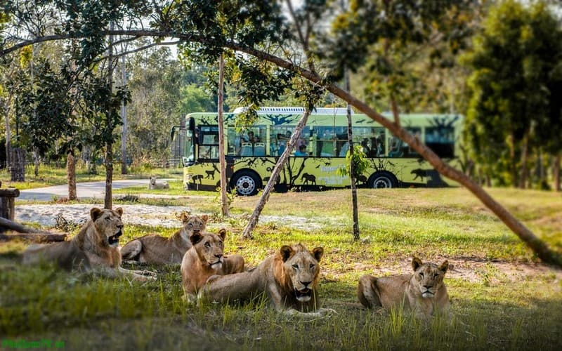 hổ safari phú quốc