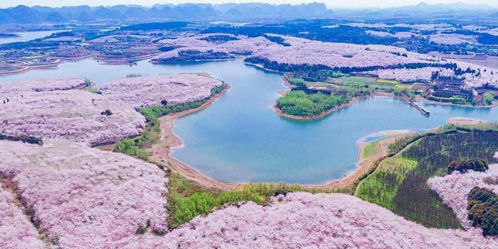 Vườn Hoa Anh Đào Vạn Mẫu Bình Ba, tour ngắm hoa anh đào Trung Quốc