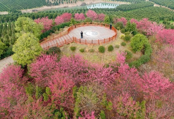 Du lịch Trung Quốc mùa hoa anh đào, hoa anh đào Quý Châu