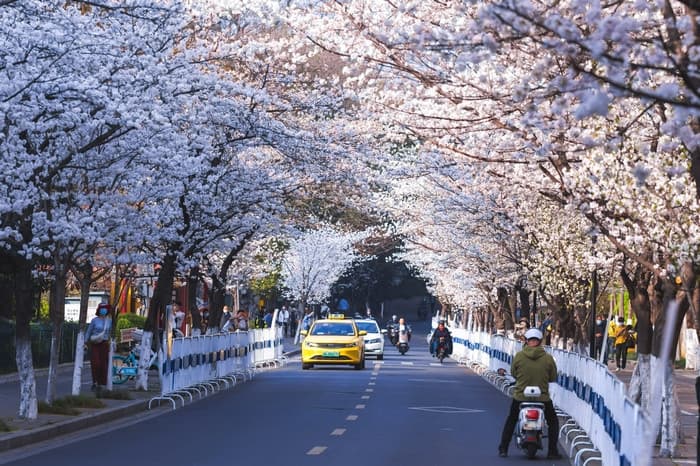 Đường Jimingsi, hoa anh đào Nam Kinh, Hoa anh đào ở Trung Quốc