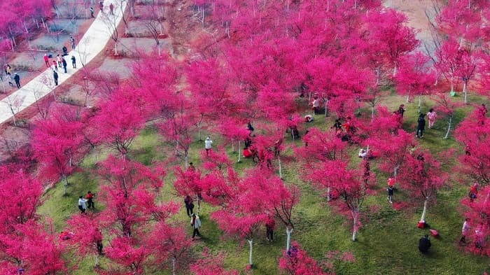 Hoa anh đào Côn Minh