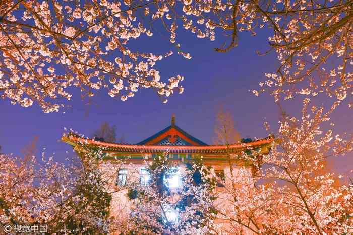 Hoa anh đào Nam Kinh Trung Quốc