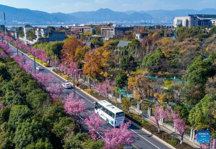 Hoa anh đào Trung Quốc, Hoa anh đào Côn Minh
