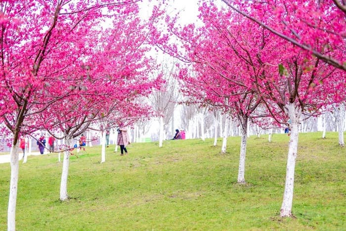 Hoa anh đào Côn Minh, Thung lũng hoa anh đào Shanhou