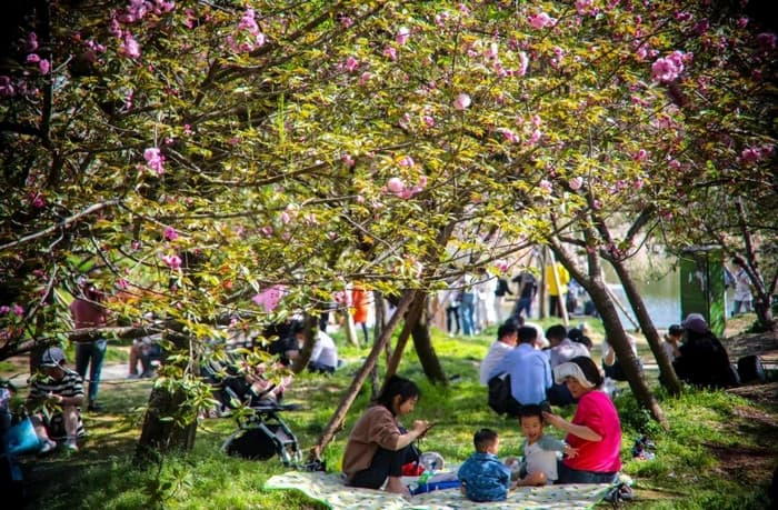 Picnic công viên mùa hoa anh đào, du lịch trung quốc mùa hoa anh đào