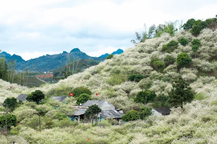 Thung lũng mận Nà Ka vào mùa hoa