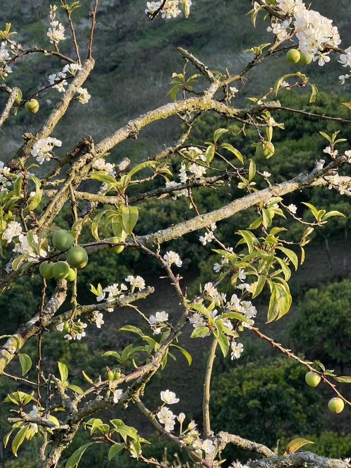 Hoa mận Mộc Châu và ánh nắng xuân